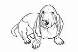 Hound Basset Dog Drawing sketch template