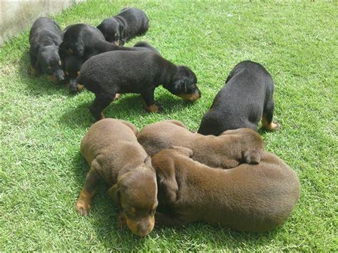 Doberman Puppies For Adoption Uk Rush Sale Show Quality