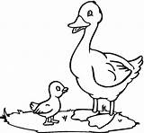 Duck Coloring Pages Kids sketch template