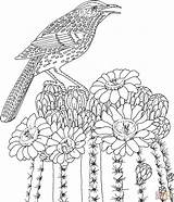 Coloring Arizona Bird Pages Cactus Flower State Wren Printable Saguaro Adult Blossom Hard Flowers Adults Difficult Advanced Print Animals Silhouettes sketch template