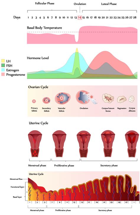 menstrual cycle rainbow fertility