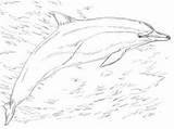 Brolga Designlooter Dolphin sketch template