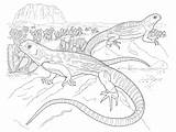 Desert Iguana Animais Lagartos Colouring Leopard Gecko Pintarcolorir Reptiles Lizard Repteis Coloringbay Hickoryrecord sketch template