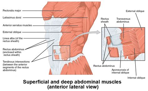 axial muscles   abdominal wall  thorax anatomy  physiology
