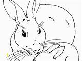 Rabbit Coloring Brer Pages Divyajanani sketch template