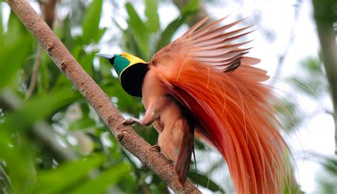 Bird Watching Papua New Guinea