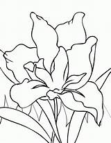 Olds Coloringhome Bestcoloringpagesforkids Warcraft Irises Pintarcolorear sketch template