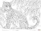 Coloring Leopard Amur Pages Drawing Printable Baby Snow Line Leopards Color Kids Print Click Designlooter Sketch Drawings Animals Endangered sketch template