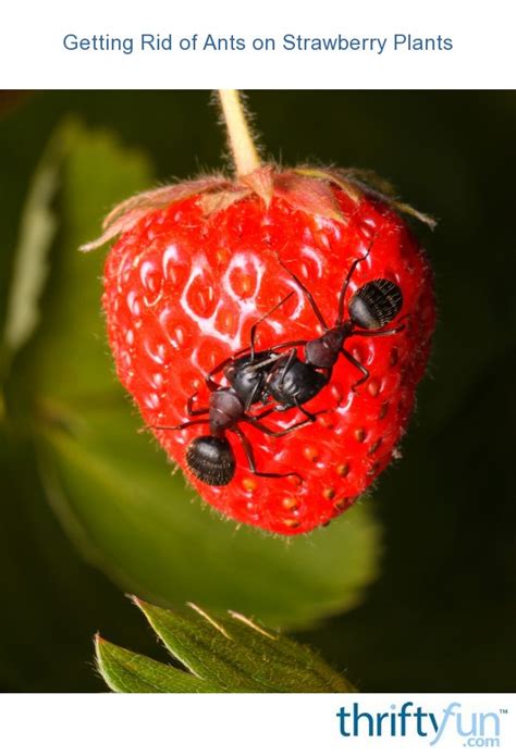 rid  ants  strawberry plants thriftyfun