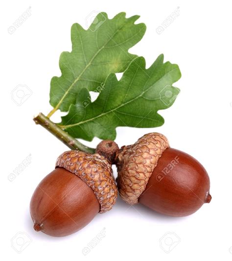 acorn  oak lokasinskinny