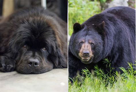 incredible dogs    bears   alikes pawleaks