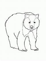 Bear Coloring Pages Brown Grizzly Printable Color Kids American Print Corduroy Drawing Animal Face Màu Tô Polar Template Getdrawings Bé sketch template