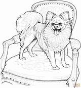 Coloring Dog Pages Pomeranian Papillon Chihuahua Puppy Dogs Printable Kids Adult Animal Book Adults Breed Supercoloring Colouring Drawing Sheets Dantdm sketch template
