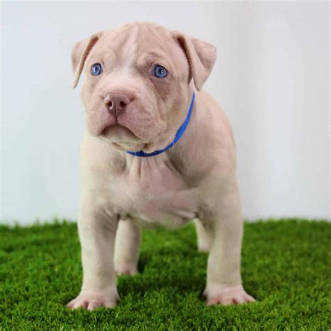 blue eyed pitbull puppy  sale      buying