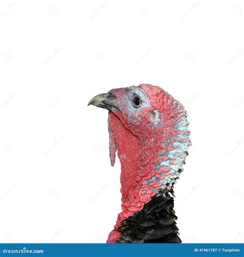 isolated male turkey head stock image image  animal