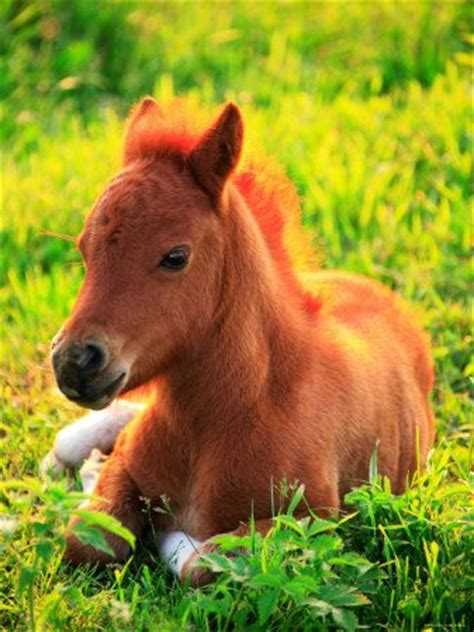 pony happy spring  cute  baby pony
