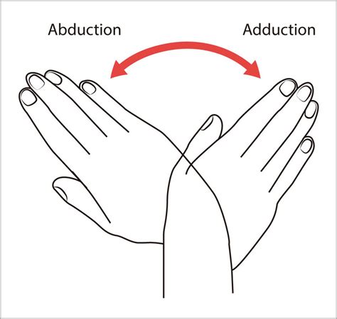 abduction  adduction movements   wrist joint source adapted