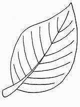 Beech Leaf Fall Coloring Netart sketch template