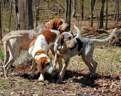 coonhound english