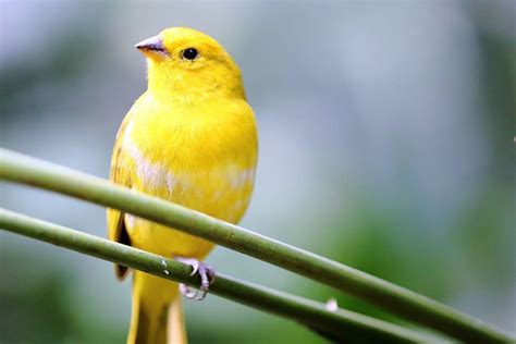 canary pet bird profile cage sounds food care lifespan