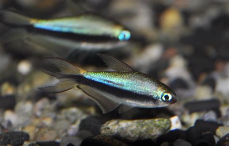 tetra fish characteristics types habitats care