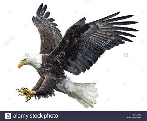 eagle  flight drawing  getdrawings