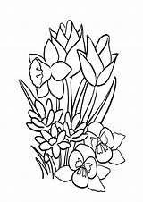 Coloring Pages Jasmine Flower Printable sketch template