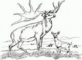 Elch Malvorlage Kinderbilder Wald sketch template