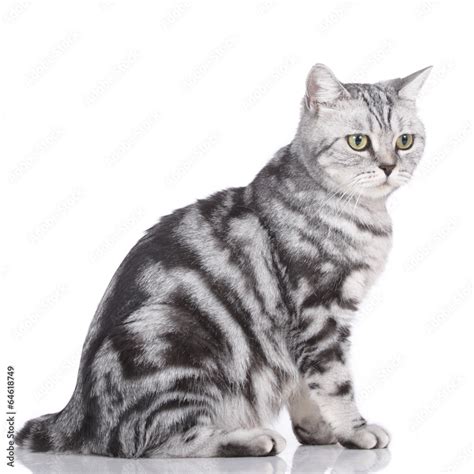 britisch kurzhaar katze sitzt seitlich auf weiss stock foto adobe stock