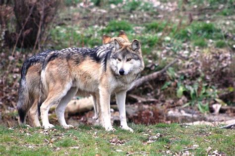 reason  mexican wolf listed  endangered species