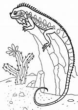 Raskrasil Lizard sketch template