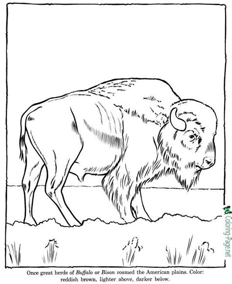 buffalo coloring pages zoo