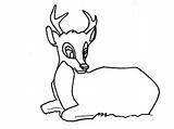 Coloring Deer Pages Hunting Popular sketch template