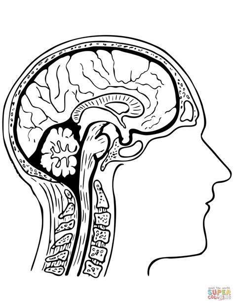 brain anatomy drawing  getdrawings