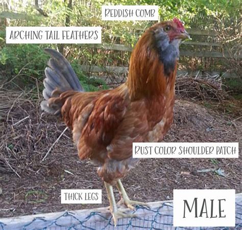 how to identify male and female chicks silver homestead