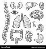Organs Human Anatomy Sketch sketch template