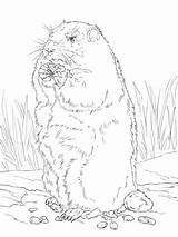 Marmot Marmotta Groundhog Supercoloring Disegno Bellied Polish sketch template
