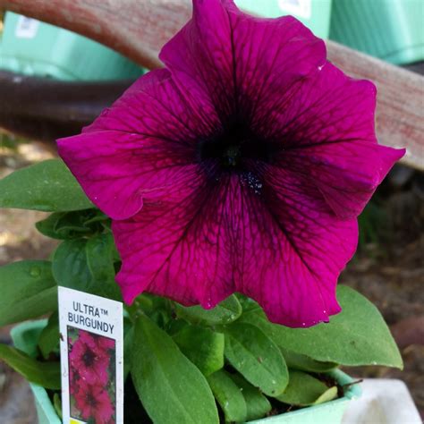 petunia ultra burgundy petunia ultra burgundy  gardentags plant