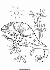 Camaleones Chameleons sketch template