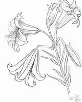 Drawing Lilies Outline Imagixs Lilly Designlooter Landscaping sketch template