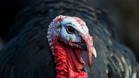 native americans cultivated wild turkeys long   thanksgiving