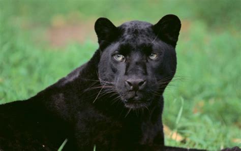 woman left frantic  sighting  panther  brechin primary school evening telegraph