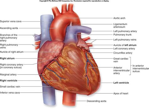 diagram   heart ideas  pinterest heart blood flow heart flow  heart