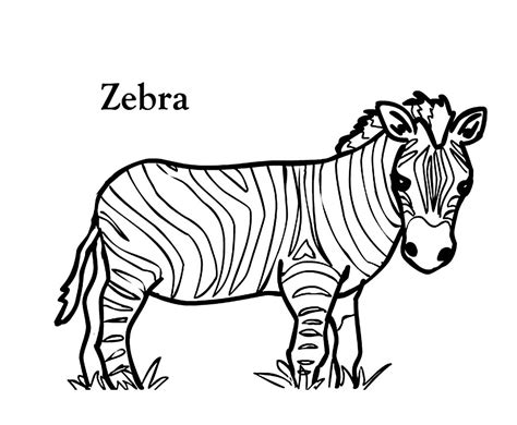 printable zebra coloring pages coloring  clipart  clipart