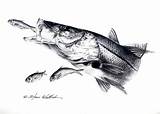 Snook Sketch Fish Pencil Whitlock Steve Sketches Paintingvalley Dryflyonline sketch template
