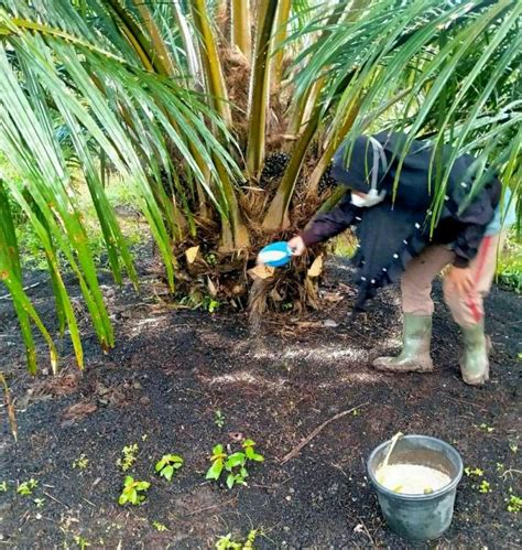 Cara Pemupukan Kelapa Sawit Sinautani