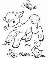 Coloring Lamb Sheets Pages Lambs Printable Popular sketch template
