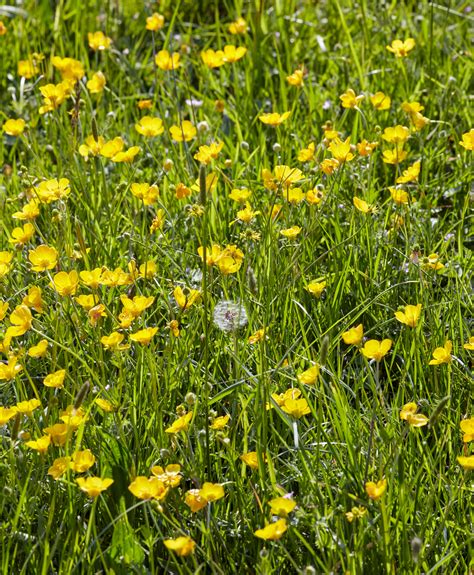 tiny yellow flowers  grass  flower site