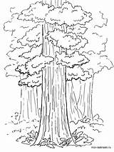 Coloring Tree Sequoia Pages California State Redwood Drawing Trees Kids Printable Color Print Giant Copic Forest Constitution Getdrawings Designlooter Recommended sketch template