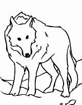 Wolf Coloring Pages sketch template